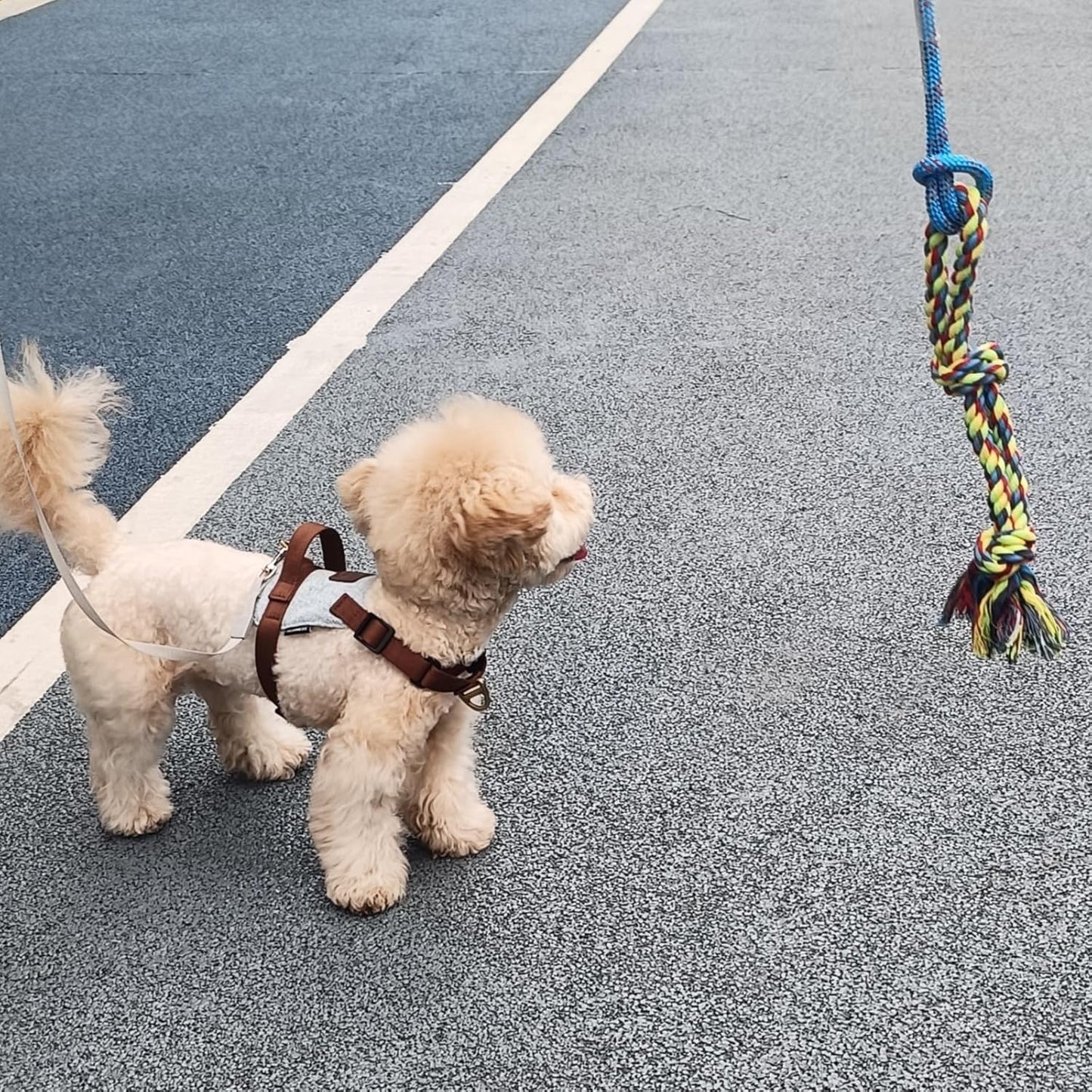 DIBBATU Dog Rope Toy, 3 Pack for Small Dogs, Durable Interactive Puppy Toys Ropes, Flirt Pole Replacement Toys for Teething Health, Relieve Boredom